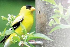 Gateway to host how to attract birds to your back yard